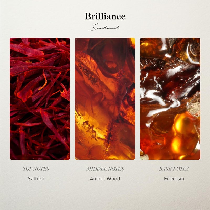 Scentiment - Brilliance Designer Collection Diffuser Oils | Aromatherapy Home Fragrance | Luxurious Scent with Notes of Saffron, Amberwood, Fir Resin (50 mL) - Image 3